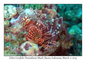 Zebra Lionfish