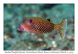 Spotted Boxfish female