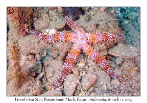 Friant's Sea Star