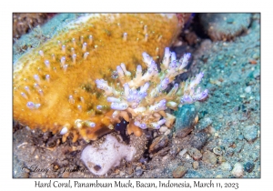 Hard Coral