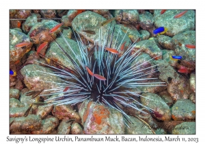 Savigny's Longspine Sea Urchin