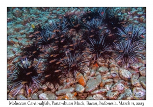 Moluccan Cardinalfish