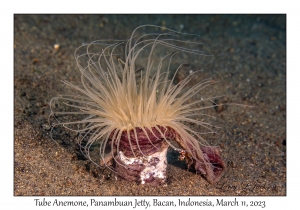 Tube Anemone