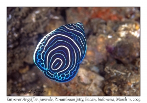 Emperor Angelfish juvenile