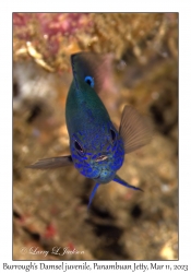 Burrough's Damsel juvenile