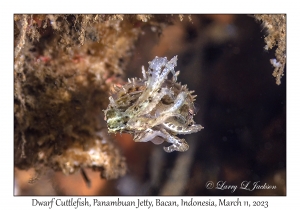 Dwarf Cuttlefish