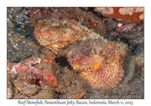 Reef Stonefish