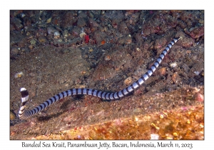 Banded Sea Krait