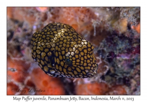 Map Puffer juvenile