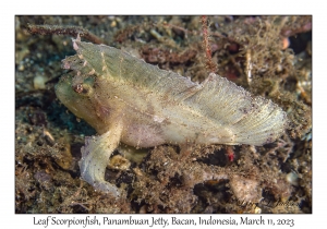 Leaf Scorpionfish