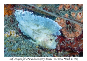 Leaf Scorpionfish