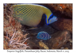 Emperor Angelfish juvenile