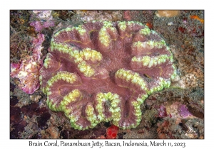 Brain Coral