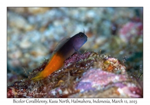 Bicolor Coralblenny