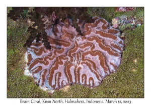 Brain Coral