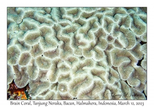 Brain Coral