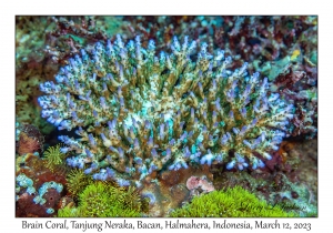 Hard Coral