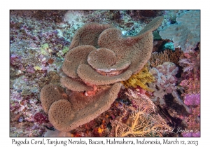 Pagoda Coral