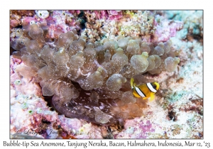 Bubble-tip Sea Anemone