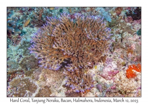 Hard Coral