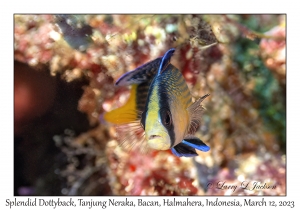 Splendid Dottyback