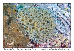 Birdnest Coral