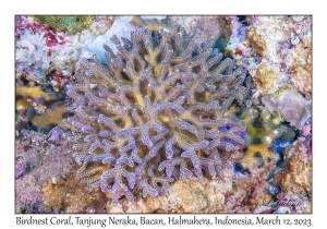 Birdnest Coral