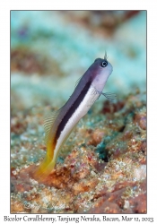 Bicolor Coralblenny variation