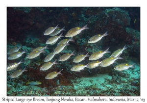 Striped Large-eye Bream