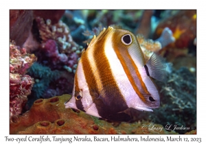 Two-eyed Coralfish