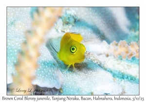 Brown Coral Blenny juvenile