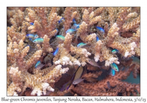 Blue-green Chromis juvenile