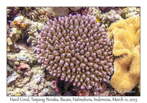 Hard Coral