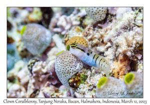 Clown Coralblenny