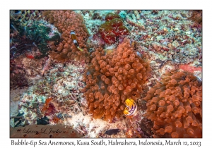 Bubble-tip Sea Anemones