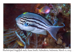 Blackstriped Angelfish male