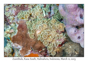 Zoanthids