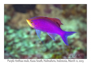 Purple Anthias male