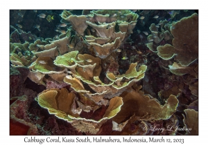 Cabbage Coral