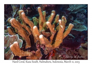 Hard Coral