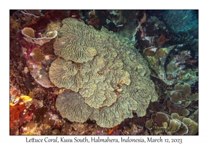 Lettuce Coral