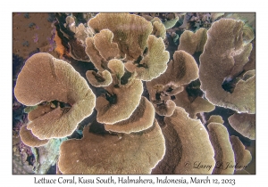 Lettuce Coral