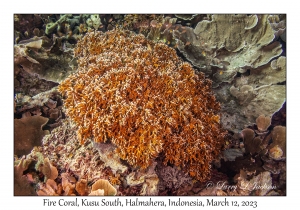 Fire Coral