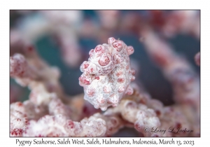 Pygmy Seahorse