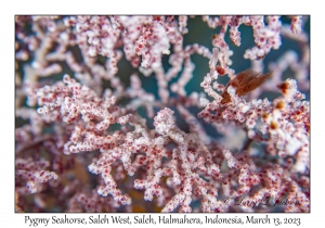 Pygmy Seahorse