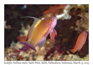 Scalefin Anthias male