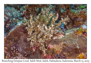 Branching Octopus Coral