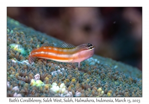 Bath's Coralblenny