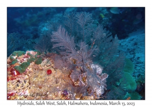 Hydroids