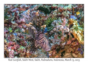 Red Lionfish
